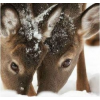 fawns winter photo - Uncategorized - 
