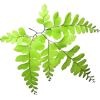 fern - 植物 - 