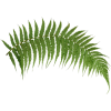 fern - Rośliny - 