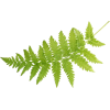 fern - Rośliny - 