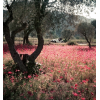 field flowers photo - Uncategorized - 