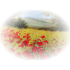 field poppies - Narava - 