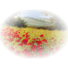 field poppies - Natur - 