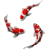 fish - Animals - 