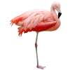 flamingo - Predmeti - 
