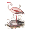 flamingo art by elizabeth gould 1835 - Animali - 