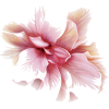 fleur - Ostalo - 