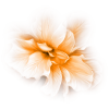 fleur blucinzia - Ostalo - 