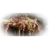 floral arbor - Nature - 