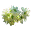 floral blossom - Plantas - 