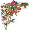flores - Rastline - 