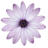 flower 2 - Cinturones - 