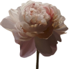 Flower.png - 自然 - 