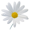 flower-005 - Pflanzen - 