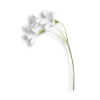 flower_Biljke-tatoo-full-2111-398499 - Pflanzen - 