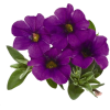flower - Pflanzen - 