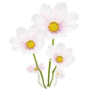 Flower Plants White - Pflanzen - 