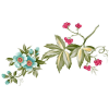 Flower Plants Colorful - Piante - 