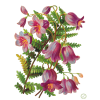 Flower Plants Purple - Rastline - 
