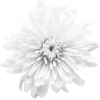 Flower Plants White - 植物 - 