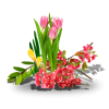 Flower Colorful Plants - Plants - 