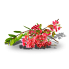 Flower Pink Plants - Plants - 