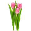 Flower Pink Plants - 植物 - 
