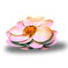 Flower Pink Plants - Rastline - 