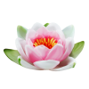 Flower Pink Plants - Piante - 