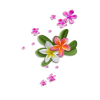 Flower Pink Plants - Plantas - 