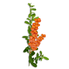 Flower Orange Plants - Rastline - 