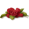 Flower Red Plants - Piante - 