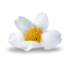 Flower White Plants - Rastline - 