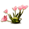 Flower - Biljke - 