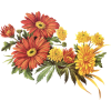 Flower - Plantas - 