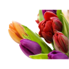 Flower Tulips - Rośliny - 