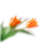 Flower Tulips - Plants - 