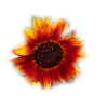 Flower Sunflower - Plants - 