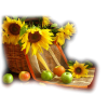 Flower Sunflower - Rastline - 