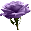 Flower Rose - Plants - 