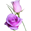 Flower Rose - Rastline - 