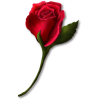 Flower Rose - Biljke - 