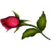 Flower Rose - Piante - 