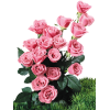 Flower Rose - Plants - 