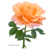 Flower Rose - Plantas - 