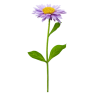 Flower - 植物 - 