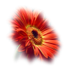 flower - Rascunhos - 