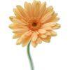 flower - Predmeti - 