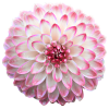 flower - Articoli - 