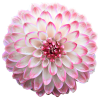 flower - Items - 